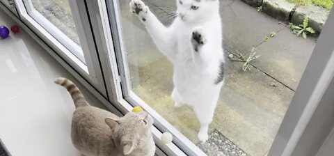 Neighbour's Cat Entertains My Cat