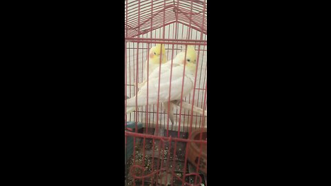 Beautiful Parrots Singing In The Cage