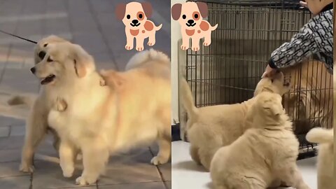 Cute dog videos |Hilarious pet videos|funny video