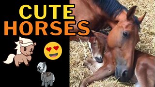 Cute Horses Compilation Vol. 2 - Adorable, Mischievous Horses That Will Brighten Your Day