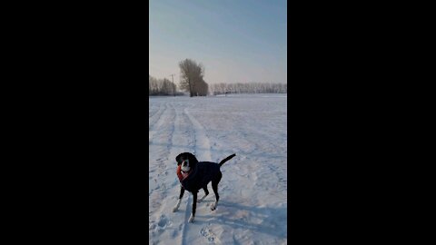 -25℃ cold day at the dog park