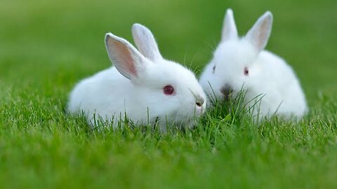 A Cute Rabbit Try to Smell something