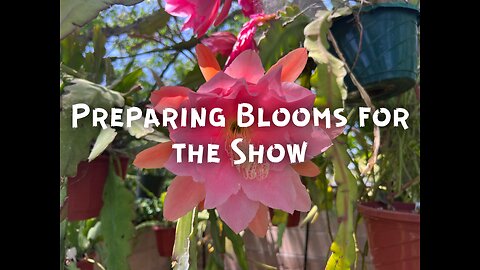 Preparing Epiphyllum Blooms for Show