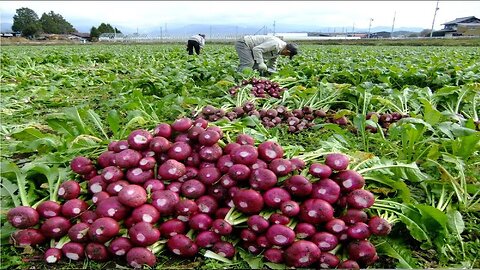 Modern Harvesting Equipment for Asian Radish - Farming and Radish Processing in Japan