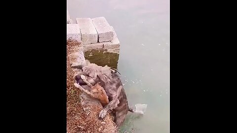 dog rescues drowning cat