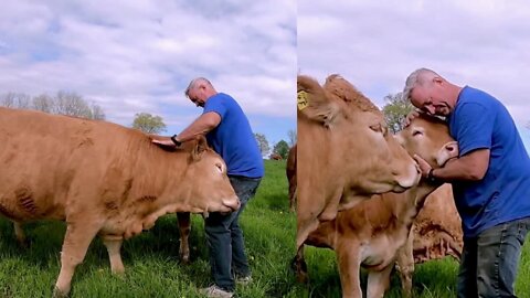 Cows compete for affection like giant farm puppies