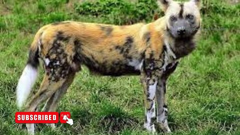 african wild dogs hunting