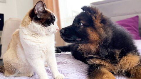 German Shepherd Puppy Meets Cat for the First Time