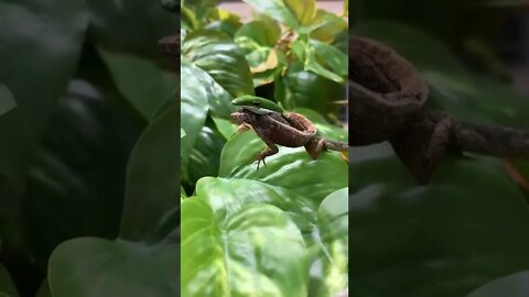 😱 Dangerous Nature's status ❤️ | Snake nature WhatsApp Status | amazing nature video ❤😳 #shorts(3)