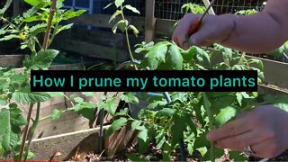 How are you prune and trim in the garden to keep plants healthy