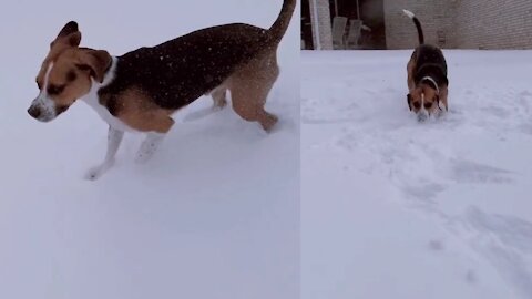 Dogs really like snow, so he likes to play in the snow
