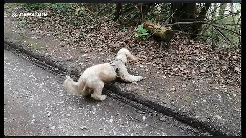 Brave little Cockapoo fights 'animal-log' in the forest