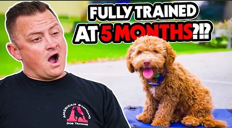 This Puppy Puts Most Dogs to Shame! AMAZING Labradoodle Performs PERFECT Training Commands