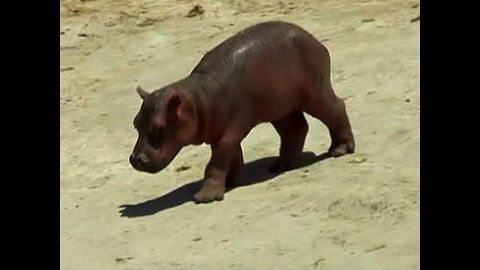 Cute Baby Hippo!