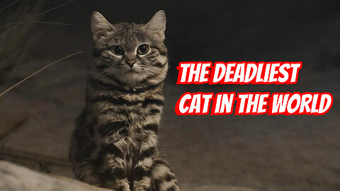 How Deadly The Black Footed Cat Is!