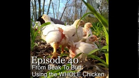 S1E40 From Beak To Butt: Using the WHOLE Chicken