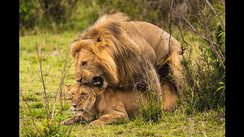 Lion mating and bird mating