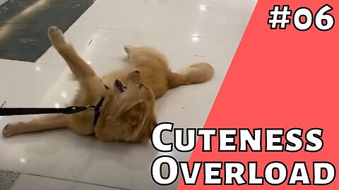 Cute and funny animals fail compilation - #06