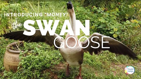 Dollar the Swan Goose - Chinese Goose #ThinglishLifestyle