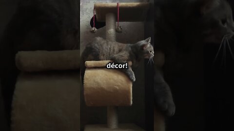 Why do cats scratch furniture?