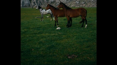 Horses running on the green grass