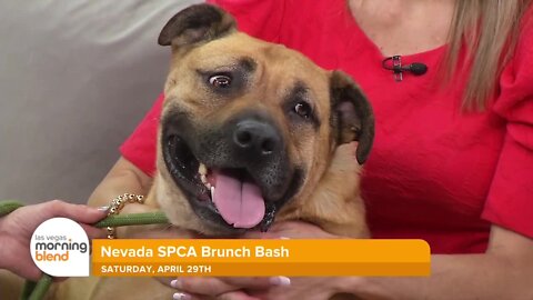 Nevada SPCA To Host Annual Brunch Fundraiser