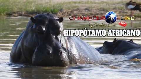 Hipopótamo Africano, o “Cavalo do Rio” | African Hippopotamus, the "River Horse" | 2021