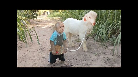 Monkey Cutis and Baby Goat Videos Compilation!