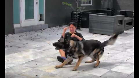 Guard Dog Training Step by Step!