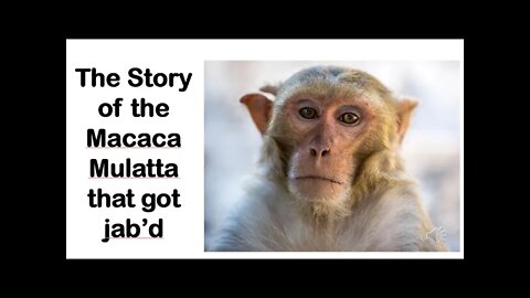 Macaca .. Monkey Business