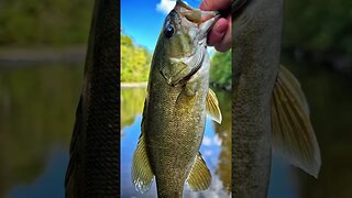 HUGE smallmouth bass CRUSHES my whopper plopper!