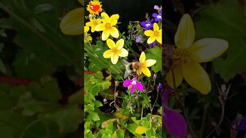 🔰Viva Vida | Abelhas Polinizanando Flores |Abelhas,abelhas |2021 #Shorts