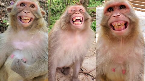 How To Make Fun With Monkeys - Everyday Monkey Funny Videos