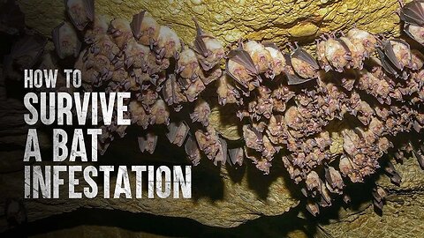 HOW TO SURVIVE A BAT INFESTATION | Tech and Science |