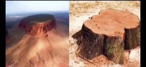 GIANT TREES LEVELED BECAUSE OF AMISH ECO-TERRORISM