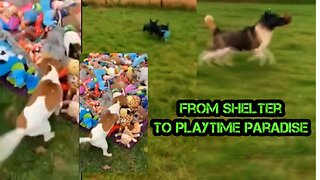 From Shelter To Playtime Paradise