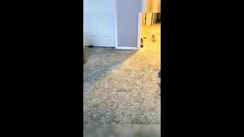 "Adorable Bulldog Puppy Can't Stop Farting"