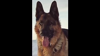 Big German Shepherd loving the Snow . Scandinavia