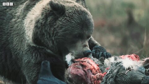 Bear vs Wolves: Battle for Food | Wild Scandinavia | BBC Earth 👈🏻😲😲😲😲🤯