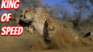 How Deadly The Cheetah Is!