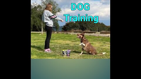 🐕DOG BASIS dog training top 10 Essential commads every dog training top 10 trening dog