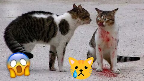Cats Go Viral on Rumble , Viral Cat Fight Madness: You Won't Believe Your Eyes!"