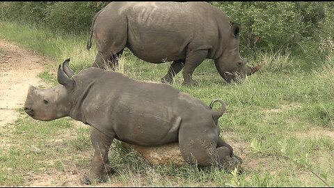 Rhino Calf Hilariously Finds The Perfect Rock