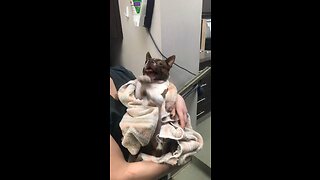 Dog wakes up swimming from surgery!!