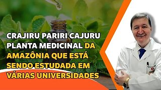 Crajiru Pariri Cajuru Planta Medicinal da Amazônia que está sendo estudada em várias universidades