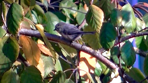 IECV NV #726 - 👀 Bushtit In The Weeping Cherry Tree 🐥10-21-2018