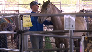 Trained Wild Horses adopted at Western Idaho Fair
