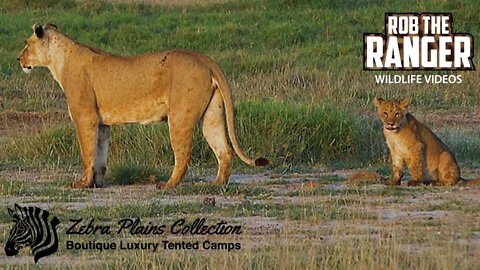 Amboseli Lioness And Cubs | Zebra Plains Safari