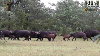 Buffalo Stampede