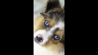 Cute Dogs to relax and love 🐶 Cute Blue Eyes Puppies #shorts #4